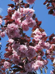 Vöröslevelű díszcseresznye   PRUNUS SERRULATA ROYAL BURGUNDY T140/160 K6