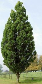 Oszlopos tölgy   QUERCUS ROBUR FASTIGIATA K6