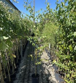 nyír  BETULA PENDULA K7