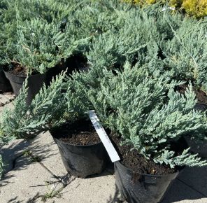 Kék kúszóboróka   JUNIPERUS HORIZONTALIS BLUE CHIP K2