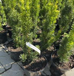 Oszlopos tiszafa    TAXUS MEDIA STRICTA VIRIDIS K2