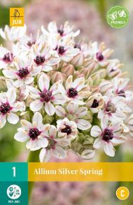 Díszhagyma VIRÁGHAGYMA ALLIUM SILVER SPRING 1DB/CSOMAG JUB 308330