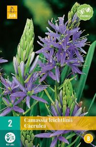 Prérigyertya VIRÁGHAGYMA CAMASSIA LEICHTLINII CAERULEA 2DB/CSOMAG JUB 309000