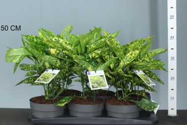 Márványos babérsom AUCUBA JAPONICA CROTONIFOLIA 25/30 CS17