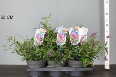 Nyári orgona BUDDLEJA DAVIDII FREE PETITE DARK PINK 20/25 CS17