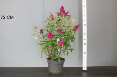 Nyári orgona BUDDLEIA DAVIDII BUTTERFLY CANDY LITTLE 30/35 CS19