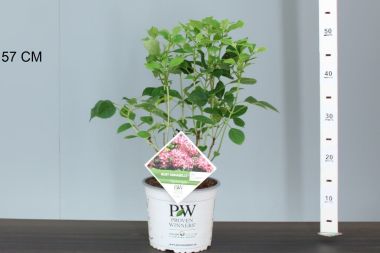 Cserjés hortenzia HYDRANGEA ARBORESCENS RUBY ANNABELLE 25/30 K3