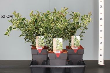 Nagylevelű magyal ILEX AQUIFOLIUM ARGENTEA MARGINATA 30CM K2,5