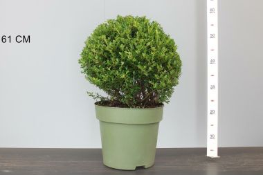 Csipkéslevelű magyal   ILEX CRENATA GOLDEN GEM 40CM CS27