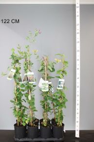 Kúszó lonc    LONICERA FAJTÁK 80CM K2