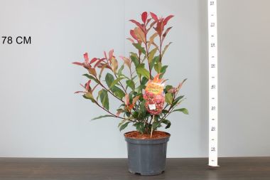 Örökzöld korallberkenye PHOTINIA FRASERI DEVIL DREAM 40/60 CS23