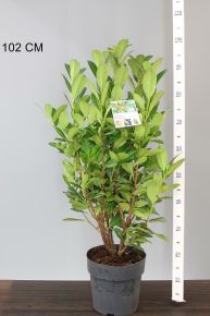 Oszlopos babérmeggy  PRUNUS LAUROCERASUS BONAPARTE 70/80 K6,5