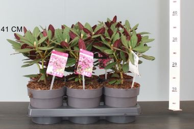 Havasszépe   RHODODENDRON WINE AND ROSES 15/20 CS15