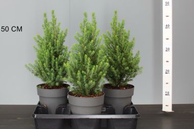 Cukorsüvegfenyő  PICEA GLAUCA PERFECTA 35/40 CS15