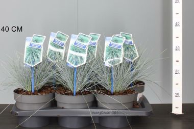 Fényperje  FESTUCA GLAUCA ELIJAH BLUE CS17