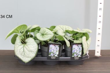 Kaukázusi nefelejcs BRUNNERA MACROPHYLLA JACK FROST K1,5