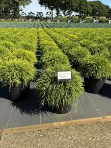 Aranyszínű szavára hamisciprus  CHAMAECYPARIS PISIFERA SUNGOLD 30/40 K8