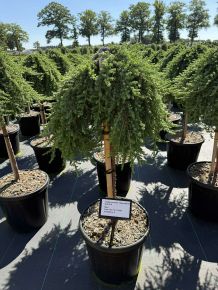 Közönséges boróka   JUNIPERUS COMMUNIS GREEN MANTLE T60 K15