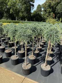 Közönséges boróka   JUNIPERUS COMMUNIS SIBERICA T80 K11