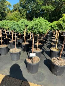 Japán törpeboróka   JUNIPERUS PROCUMBENS NANA T60 K15