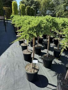Japán törpeboróka JUNIPERUS PROCUMBENS NANA T80 K15