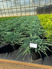 Kék kúszó boróka   JUNIPERUS SQUAMATA BLUE CARPET 30/40 K8
