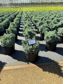 Himalájai törpeboróka   JUNIPERUS SQUAMATA BLUE STAR 25/30 K6