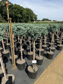 Himalájai törpe boróka   JUNIPERUS SQUAMATA BLUE STAR T80 K11
