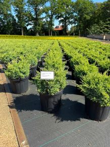 Himalájai törpeboróka   JUNIPERUS SQUAMATA HOLGER 30/40 K6