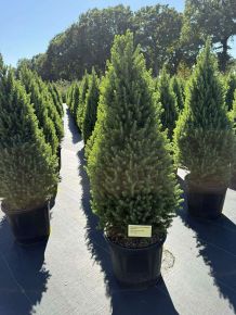 Cukorsüvegfenyő    PICEA GLAUCA CONICA PERFECTA 90/100 K18