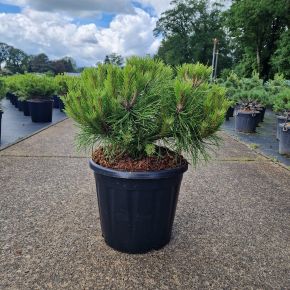 Törpe japán erdeifenyő  PINUS DENSIFLORA LOW GLOW 35/40 K15