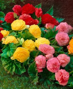 Begónia BEGONIA FAJTÁK CS13