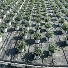 Havasi eukaliptuszEUCALYPTUS GUNNII 50/60 K3