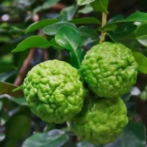 Kaffir lime  CITRUS HYSTRIX T1/4 70/80 K5 (ZÖLD SZÖGLETES CSERÉP)