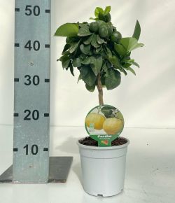 Édes citrom CITRUS PURSHA MINI TÖRZS K1,5