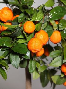 Lime citrom CITRUS LIMA RED MINI TÖRZS K1,5