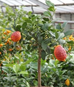 Citrom   CITRUS LIMONE RED MINI TÖRZS K1,5