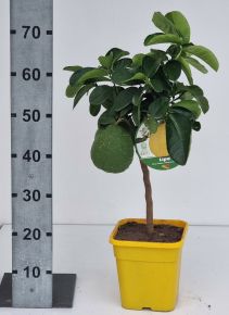 Óriás citrom  CITRUS LIPO T1/4 65CM K5 ( SZÖGLETES CSERÉP)