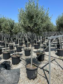 Olajfa  OLEA EUROPAEA T1/2 K30