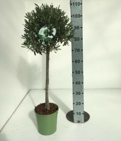 Olajfa   OLEA EUROPAEA T1/2 K6