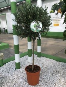 Olajfa   OLEA EUROPAEA ALACSONY TÖRZSES K15