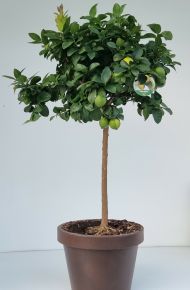 CitromCITRUS CITRUS LIMONE LUNARIO T1/2 EXTRA K55
