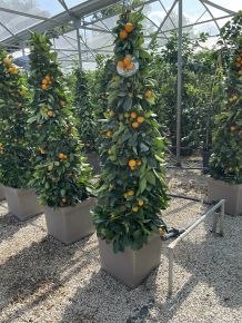 Kalamondin CITRUS CALAMONDINO PIRAMIS SZÖGLETES CSERÉPBEN K40