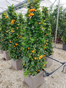 Kalamondin CITRUS CALAMONDINO PIRAMIS SZÖGLETES CSERÉPBEN K40