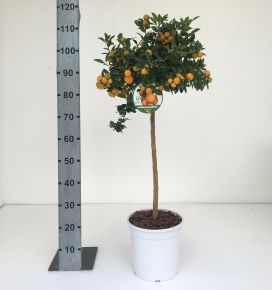 Kalamondin CITRUS CALAMONDINO T1/2 K12