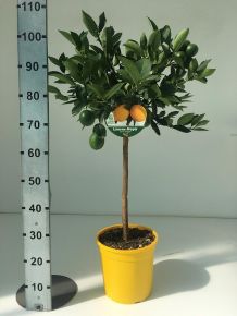 Citrom CITRUS LIMONE MEYER T1/2 K12