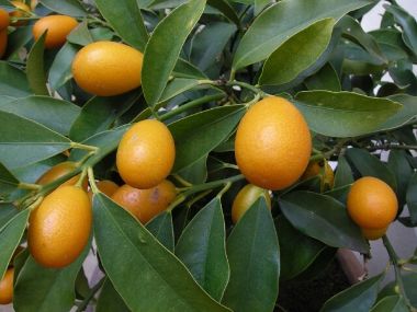 KoktélnarancsCITRUS KUMQUAT MINI TÖRZSÖN K12