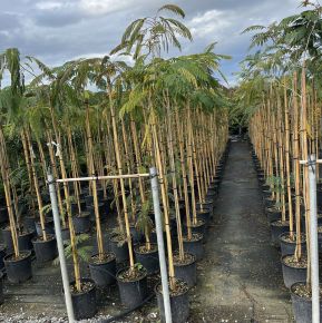 Selyemakác    ALBIZIA JULIBRISSIN OMBRELLA T150 K15