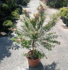Balkon selyemakác CALLIANDRA SURINAMENSIS DIXIE PINK T50 K15