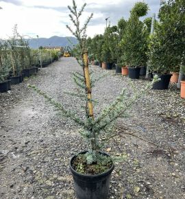 Atlasz cédrus  CEDRUS ATLANTICA GLAUCA 80/100 K7,5